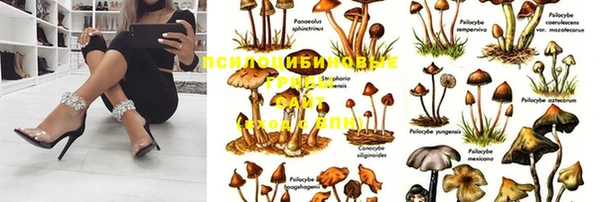 гидра Майский